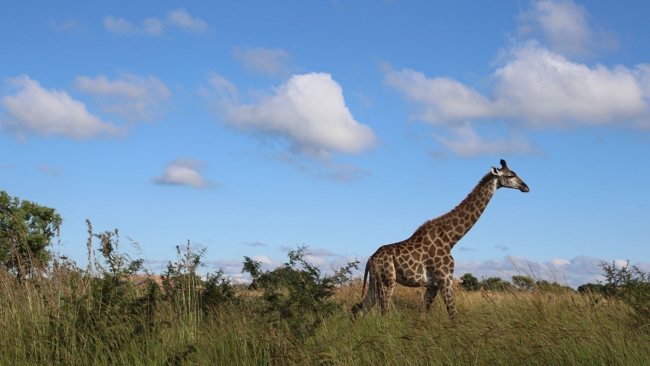 ਅਫ਼ਰੀਕਾ ਦੇ ਜੰਗਲ ਹੁਣ ਕਾਰਬਨ ਰਿਲੀਜ਼ ਕਰ ਰਹੇ ਨੇ