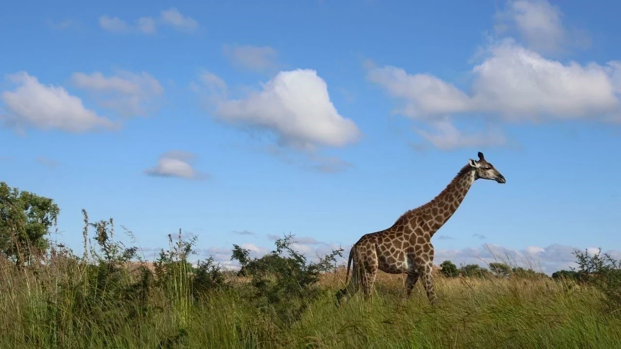 ਅਫ਼ਰੀਕਾ ਦੇ ਜੰਗਲ ਹੁਣ ਕਾਰਬਨ ਰਿਲੀਜ਼ ਕਰ ਰਹੇ ਨੇ