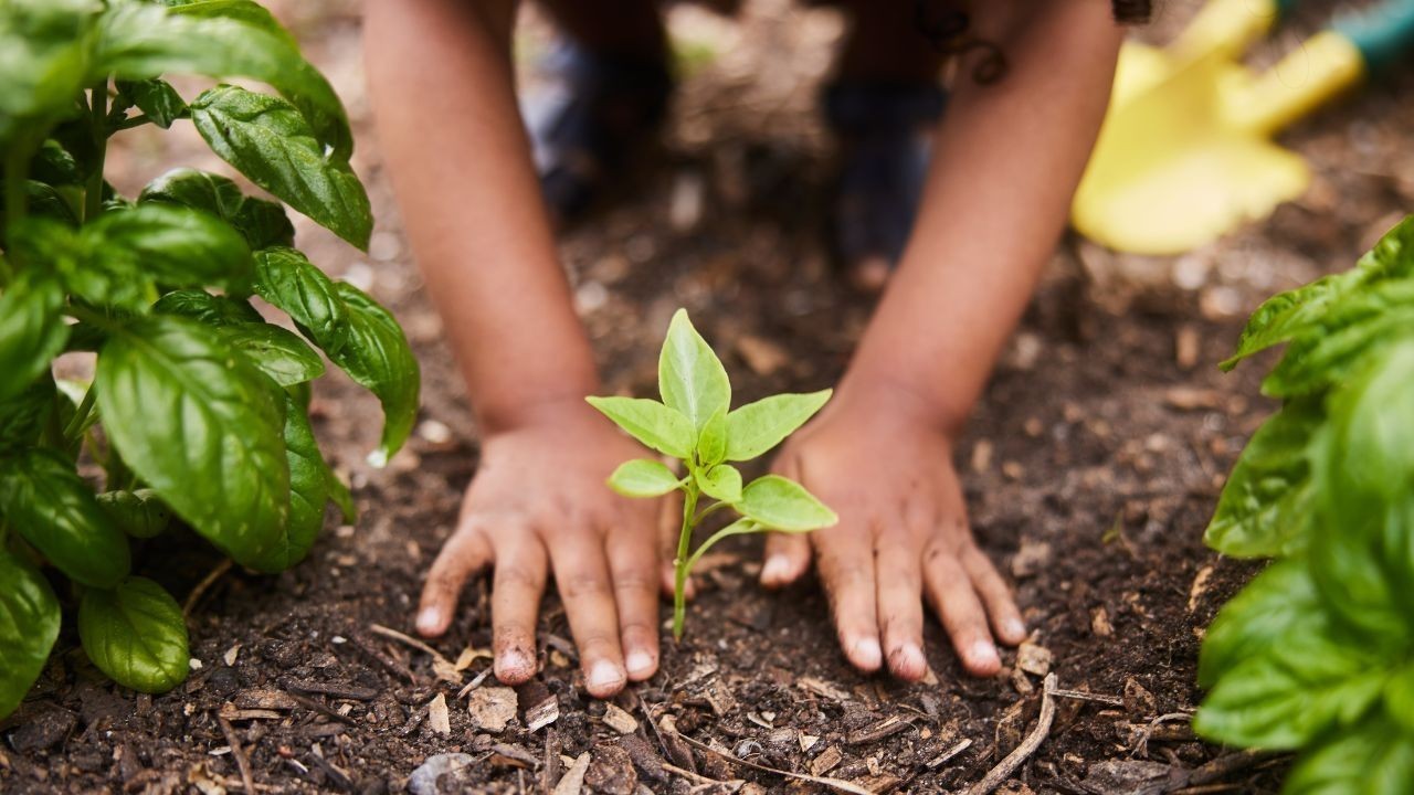 ਪੰਜਾਬ ’ਚ ਗ੍ਰੀਨ ਕਵਰ ਵਧਾਉਣ ਲਈ 12.5 ਲੱਖ ਤੋਂ ਵੱਧ ਪੌਦੇ