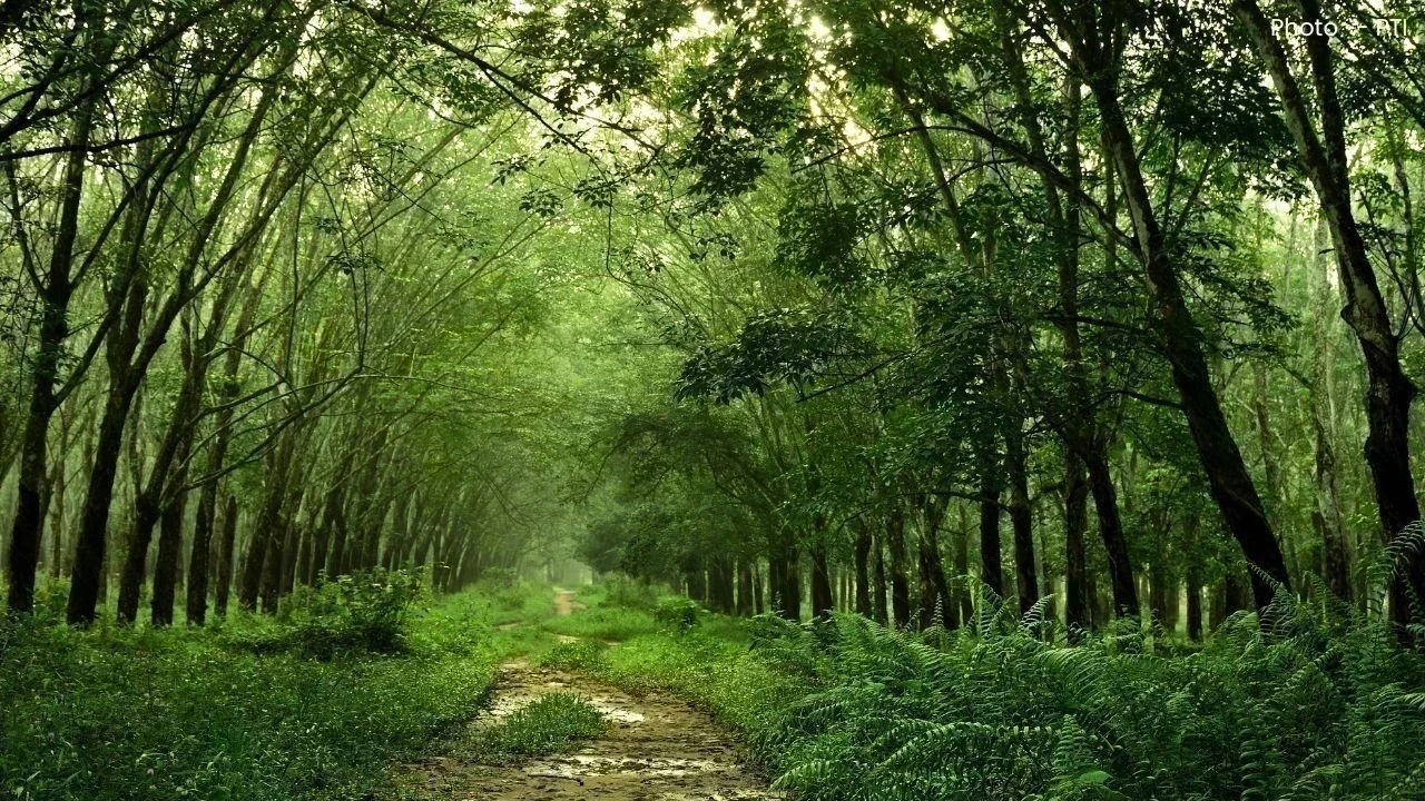 ਪੰਜਾਬ-ਹਰਿਆਣਾ ਹਾਈ ਕੋਰਟ ਨੇ ਦਰੱਖਤ ਕੱਟਣ ’ਤੇ ਤੁਰੰਤ ਰੋਕ ਲਾ ਦਿੱਤੀ