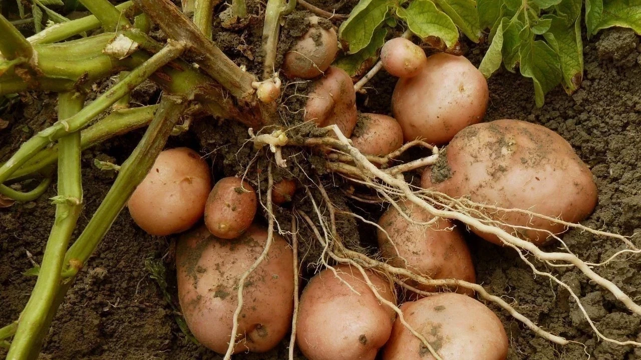 ਆਲੂ ਉਗਾਉਣ ਵਾਲੇ ਕਿਸਾਨਾਂ ਦੀ ਚਿੰਤਾ ਕਿਉਂ ਦਿਨੋਂ ਦਿਨ ਵਧਦੀ ਜਾ ਰਹੀ ਹੈ?