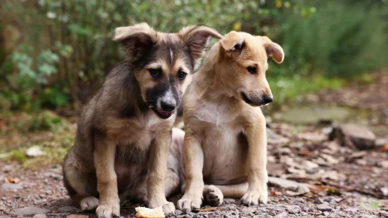 Bathinda News: ਗਲੀ ‘ਚ ਖੇਡ ਰਹੀ 8 ਸਾਲਾਂ ਬੱਚੀ ਨੂੰ ਅਵਾਰਾ ਕੁੱਤਿਆਂ ਨੇ ਬੁਰੀ ਤਰ੍ਹਾਂ ਵੱਢਿਆ, ਹਾਲਤ ਗੰਭੀਰ