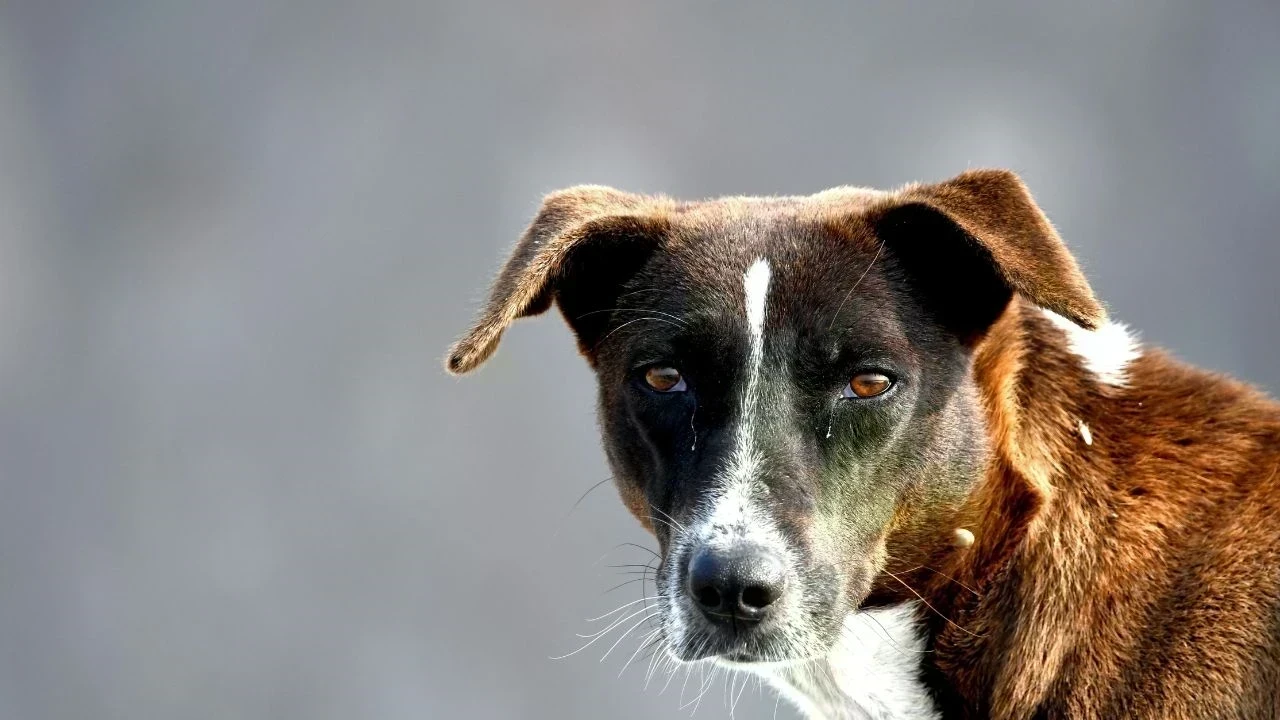 Sangrur : ਕੁੱਤਿਆਂ ਦੇ ਝੁੰਡ ਨੇ 6 ਸਾਲਾ ਬੱਚੇ ਨੂੰ ਨੋਚਿਆ, ਇਲਾਕੇ ਵਿੱਚ ਦਹਿਸ਼ਤ