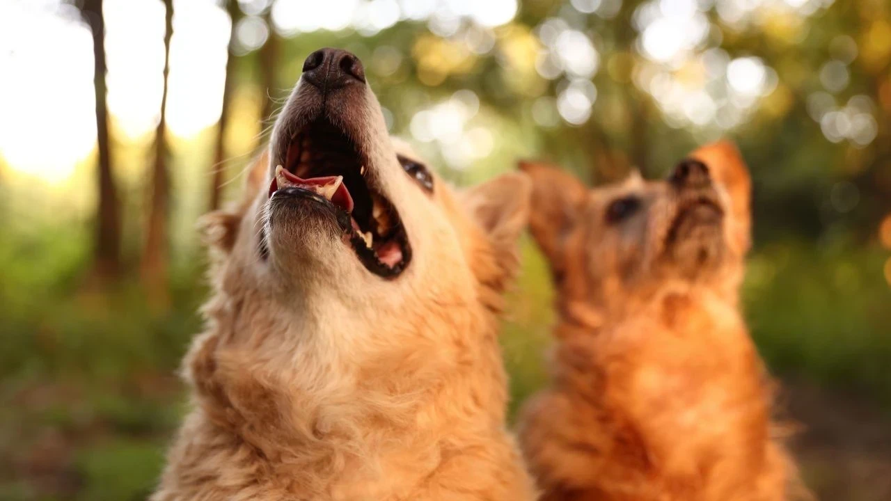 ਸਮਾਣਾ ਦੇ ਪਿੰਡ ਬਦਨਪੁਰ ਵਿੱਚ ਅਵਾਰਾ ਕੁੱਤਿਆਂ ਦਾ ਕਹਿਰ, 10 ਸਾਲਾ ਬੱਚਾ ਗੰਭੀਰ ਜ਼ਖਮੀ