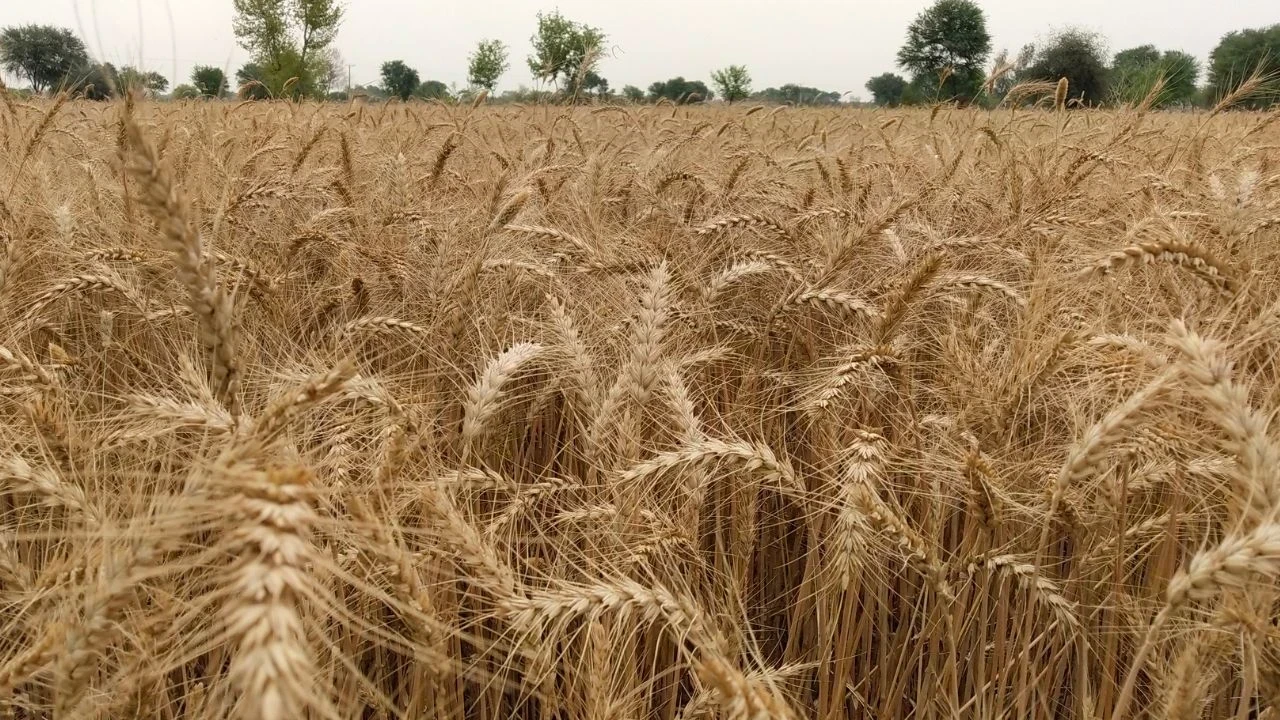 Punjab Farmer News: FCI Wheat Quality Norms ਵਿੱਚ ਢਿੱਲ ਦੀ ਸਿਫਾਰਸ਼, ਕਿਸਾਨਾਂ ਲਈ ਵੱਡੀ ਰਾਹਤ ਦੀ ਉਮੀਦ