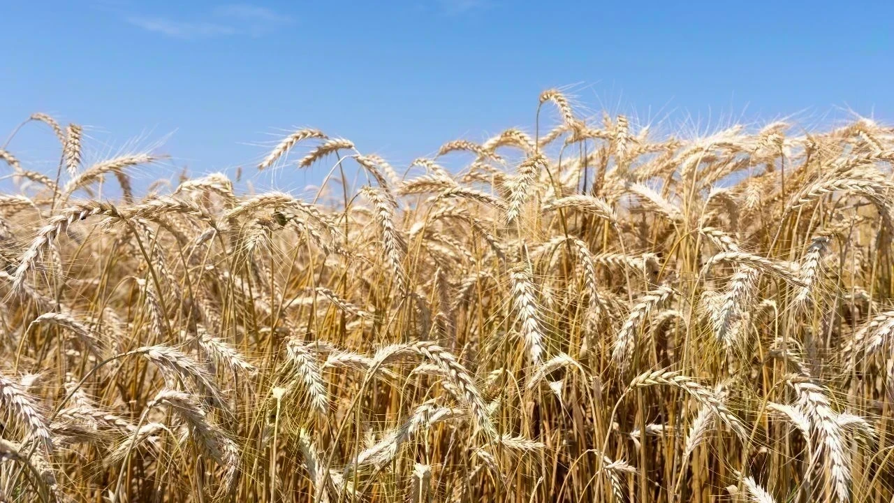 Punjab Wheat Lifting Crisis : ਪੰਜਾਬ ਦੀਆਂ ਮੰਡੀਆਂ ’ਚ ਕਣਕ ਦੀ ਲਿਫ਼ਟਿੰਗ ਮੱਠੀ, ਸੰਗਰੂਰ ’ਚ ਸਿਰਫ਼ 0.92% ਹੀ ਉਠਾਣ