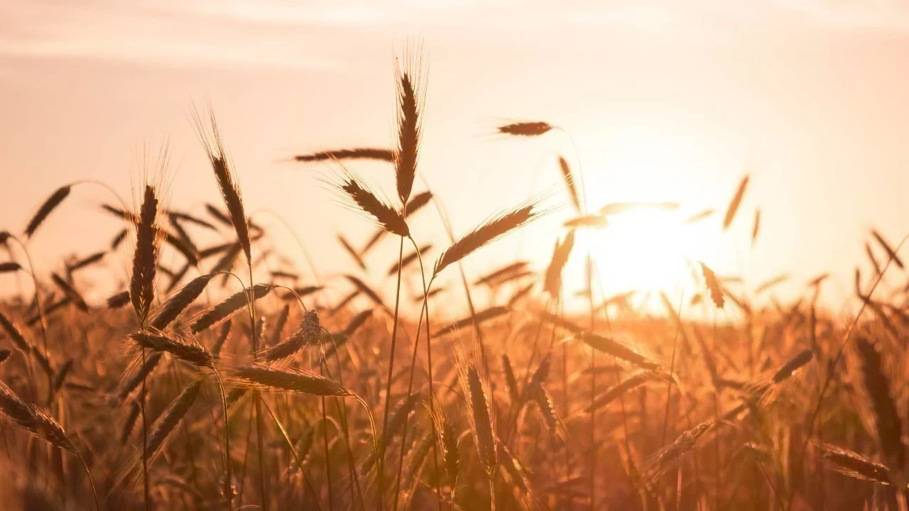 Punjab Wheat Procurement: ਪੰਜਾਬ ਦੀਆਂ ਮੰਡੀਆਂ ’ਚ ਕਣਕ ਦੀ ਖ਼ਰੀਦ ਨੇ ਜ਼ੋਰ ਫੜਿਆ, ਲਿਫਟਿੰਗ ਹਾਲੇ ਵੀ ਸੁਸਤ