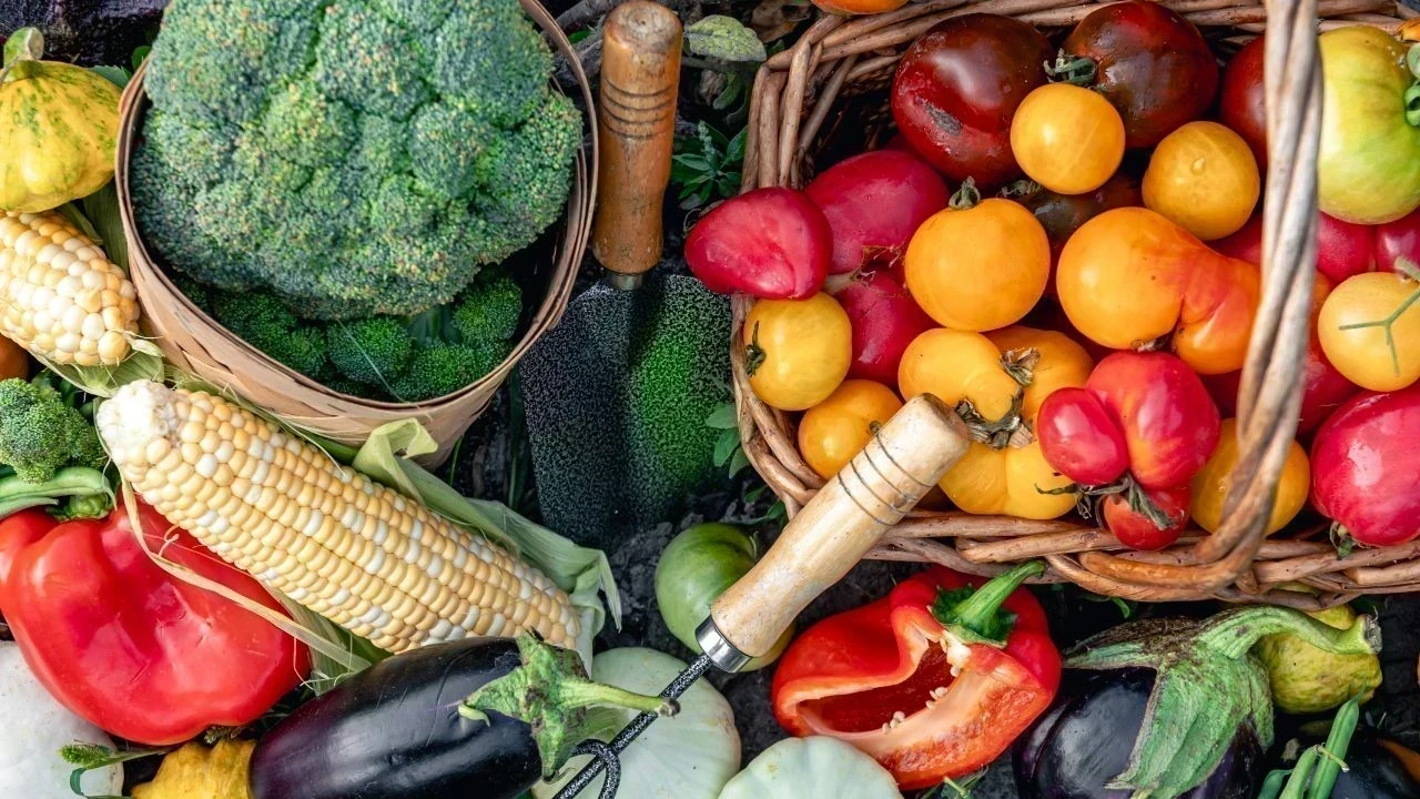 Vegetable Price Crash: ਖੰਨਾ ਸਬਜ਼ੀ ਮੰਡੀ ਵਿੱਚ ਬੰਪਰ ਪੈਦਾਵਾਰ ਕਾਰਨ ਕਿਸਾਨਾਂ ਨੂੰ ਨਹੀਂ ਮਿਲ ਰਹੇ ਵਾਜਬ ਭਾਅ