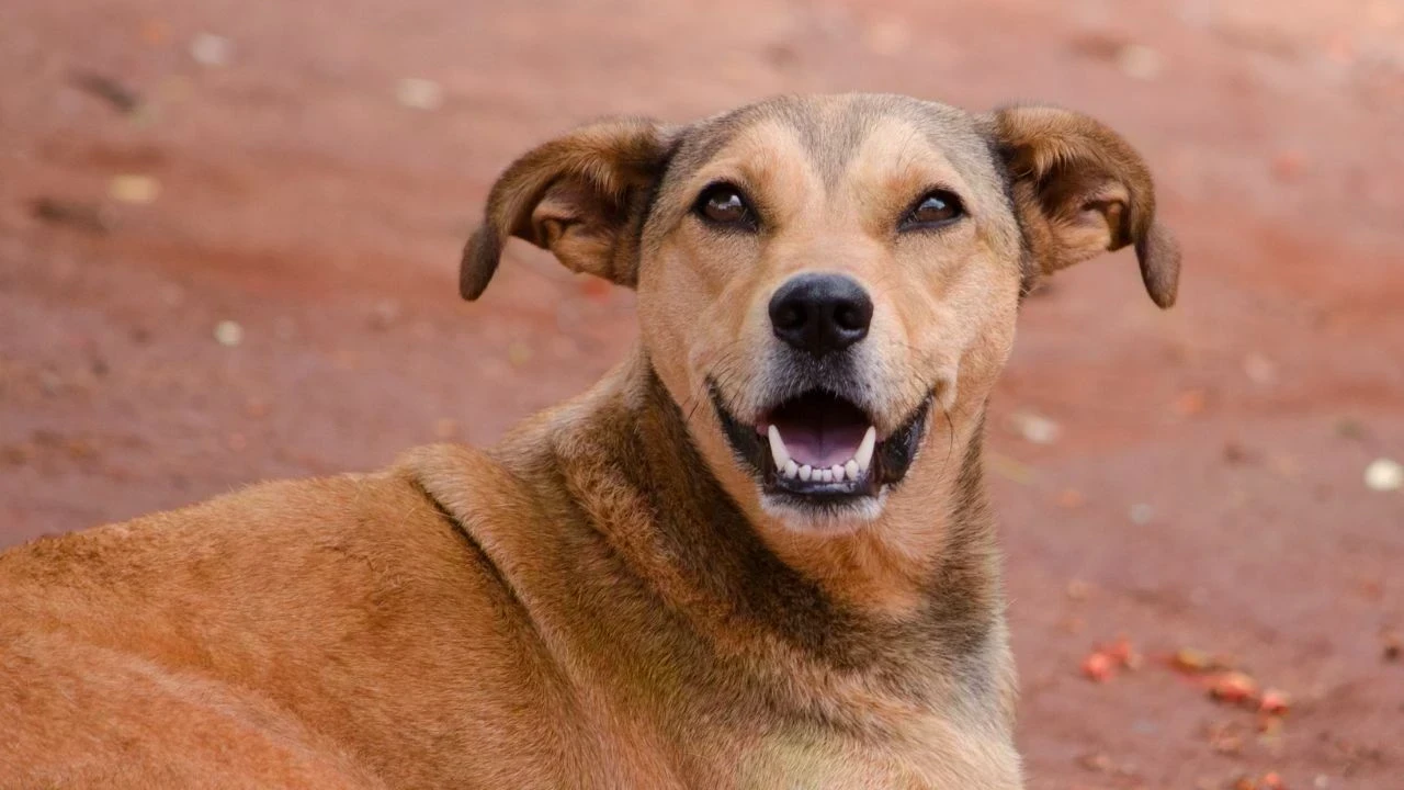 Punjab Stray Dog Attack: ਹੁਸ਼ਿਆਰਪੁਰ ‘ਚ ਅਵਾਰਾ ਕੁੱਤਿਆਂ ਨੇ 8 ਸਾਲਾ ਬੱਚੀ ਨੂੰ ਨੋਚਿਆ, ਦਰਦਨਾਕ ਮੌਤ
