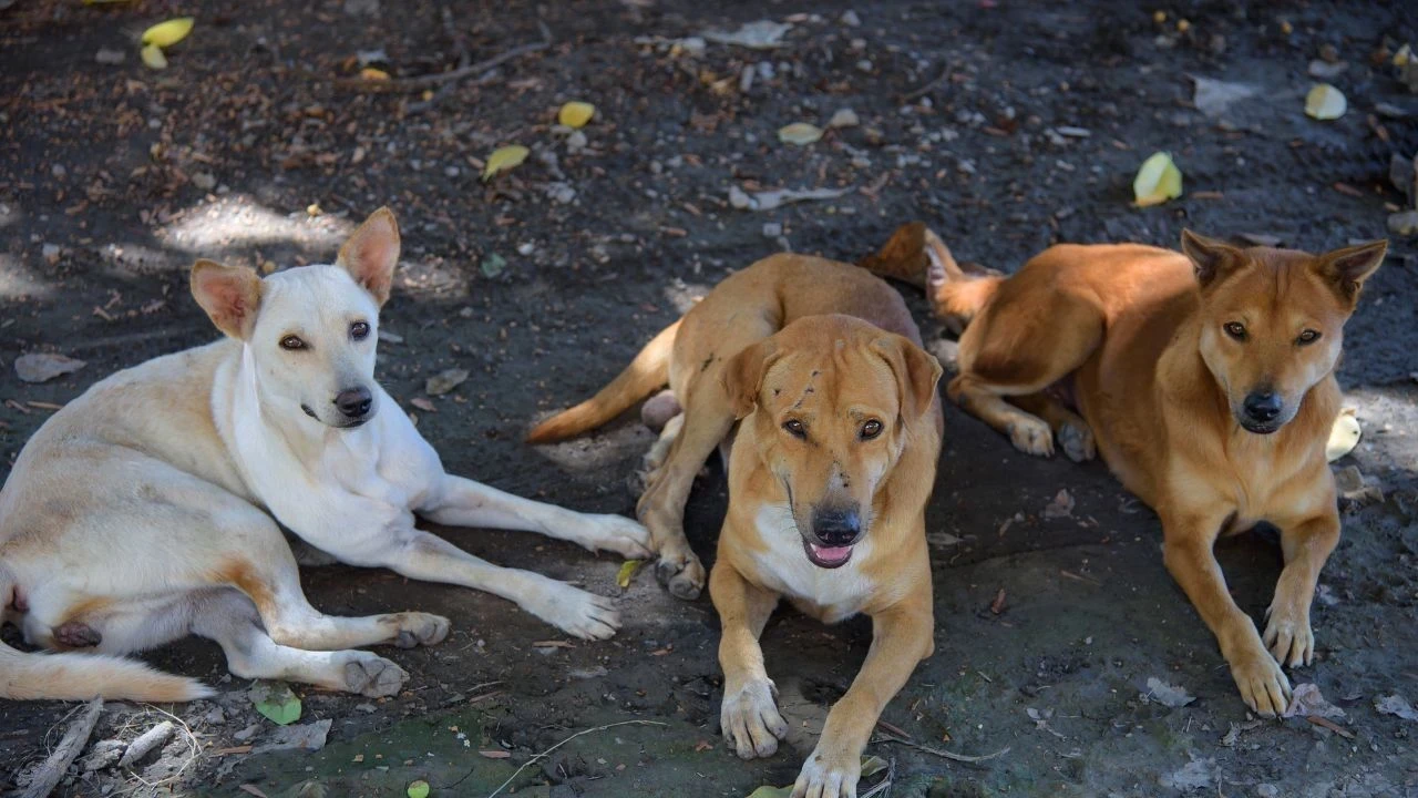 Punjab Stray Dog Guidelines: ਪੰਜਾਬ ਸਰਕਾਰ ਵੱਲੋਂ Stray Animal Control Task Force ਬਣਾਉਣ ਦੇ ਹੁਕਮ, 21 ਦਿਨਾਂ ’ਚ ਸੰਵੇਦਨਸ਼ੀਲ ਇਲਾਕਿਆਂ ਤੋਂ ਹਟਣਗੇ ਆਵਾਰਾ ਕੁੱਤੇ