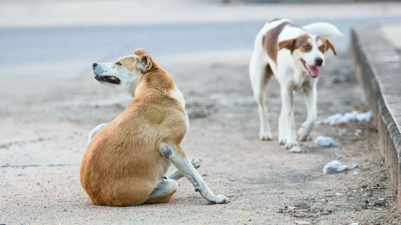 Stray Dog Attack: ਮੋਰਿੰਡਾ 'ਚ ਅਵਾਰਾ ਕੁੱਤਿਆਂ ਦਾ ਖੌਫਨਾਕ ਹਮਲਾ, 8 ਸਾਲਾ ਬੱਚੀ ਦੀ ਦਰਦਨਾਕ ਮੌਤ, CCTV ਨੇ ਖੋਲ੍ਹੀ ਦਹਿਸ਼ਤ ਦੀ ਕਹਾਣੀ