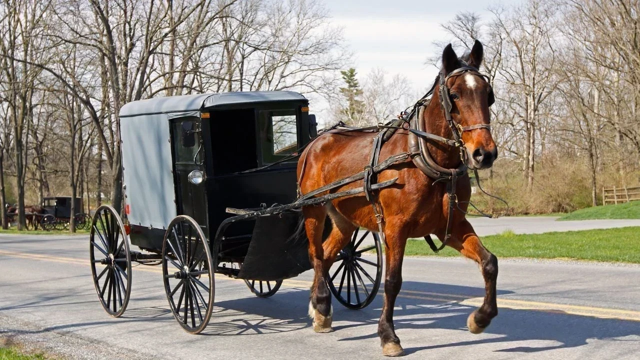 New York Carriage Accident: ਮਾਂ ਦੀ ਜਾਨ ਬਚਾਉਣ ਲਈ ਕੂਦਿਆ ਭਾਰਤੀ ਨੌਜਵਾਨ, ਦਰਦਨਾਕ ਹਾਦਸੇ ਨੇ ਲੈ ਲਈ ਜਾਨ