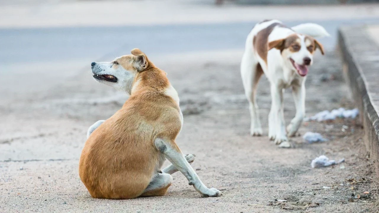 Jagraon Stray Dogs Attack: ਆਵਾਰਾ ਕੁੱਤਿਆਂ ਦੇ ਹਮਲੇ ’ਚ ਸਾਬਕਾ ਸਰਪੰਚ ਦੀ ਮੌਤ